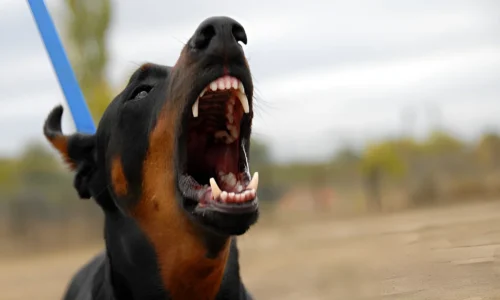 How Do You Win Over a Doberman? Tips and Tricks