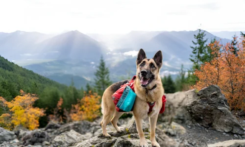 How Far Can a 1-Year-Old Dog Hike? Crucial Facts