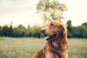 How Hard Is Raising a Golden Retriever