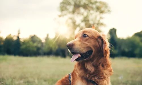 How Hard Is Raising a Golden Retriever? Explained