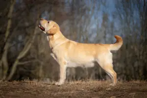 How Long Can Golden Retrievers Go Without Going to the Bathroom