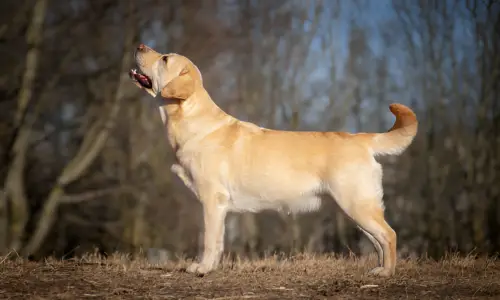 How Long Can Golden Retrievers Go Without Going to the Bathroom?