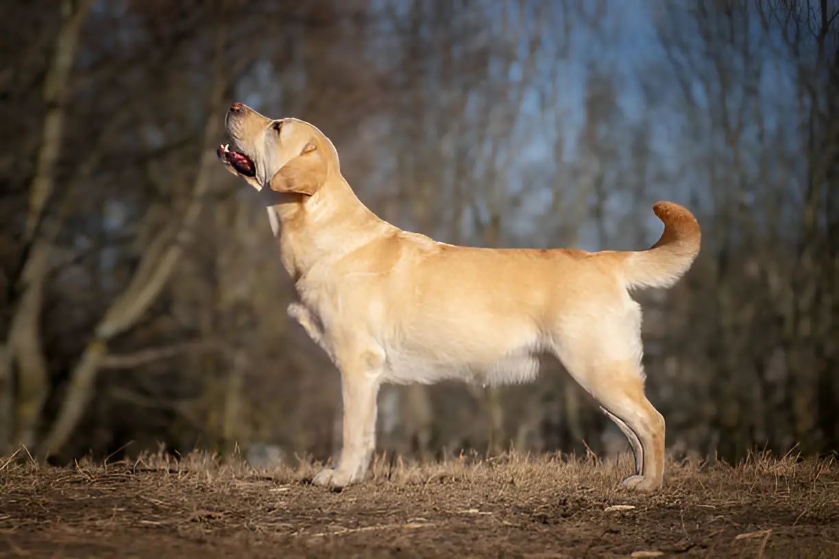 How Long Can Golden Retrievers Go Without Going to the Bathroom