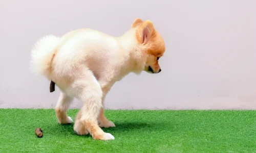 How Long Can Small Dogs Hold Their Pee and Poop?