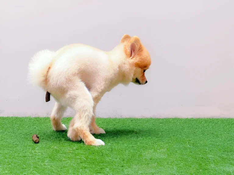 How Long Can Small Dogs Hold Their Pee and Poop