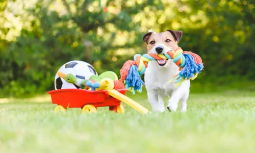 How Long Does It Take for a Dog to Pass a Swallowed Toy?