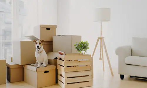 How Many Dogs Should You Have in an Apartment?