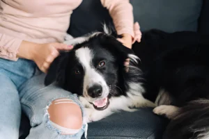 How Much Attention Do Border Collies Need