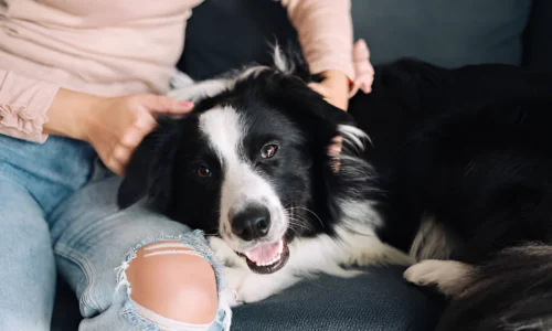 How Much Attention Do Border Collies Need? Explained