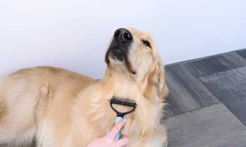 How Often Do Golden Retrievers Need Brushing?