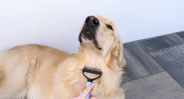 How Often Do Golden Retrievers Need Brushing?