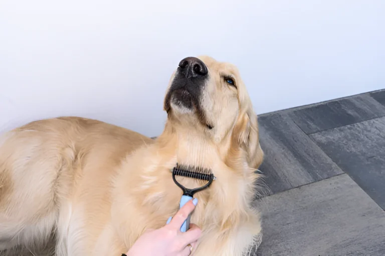 How Often Do Golden Retrievers Need Brushing