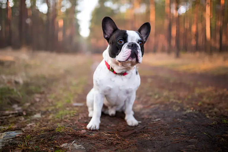 How Sensitive Are French Bulldogs