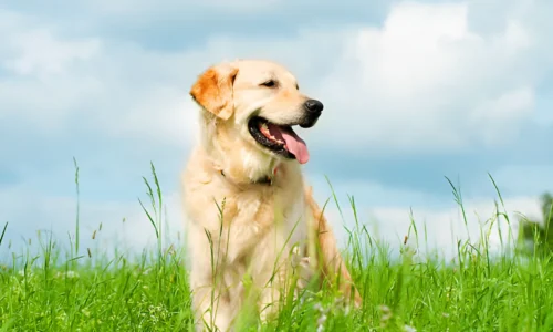 How Smart Are Golden Retrievers? Your Answer