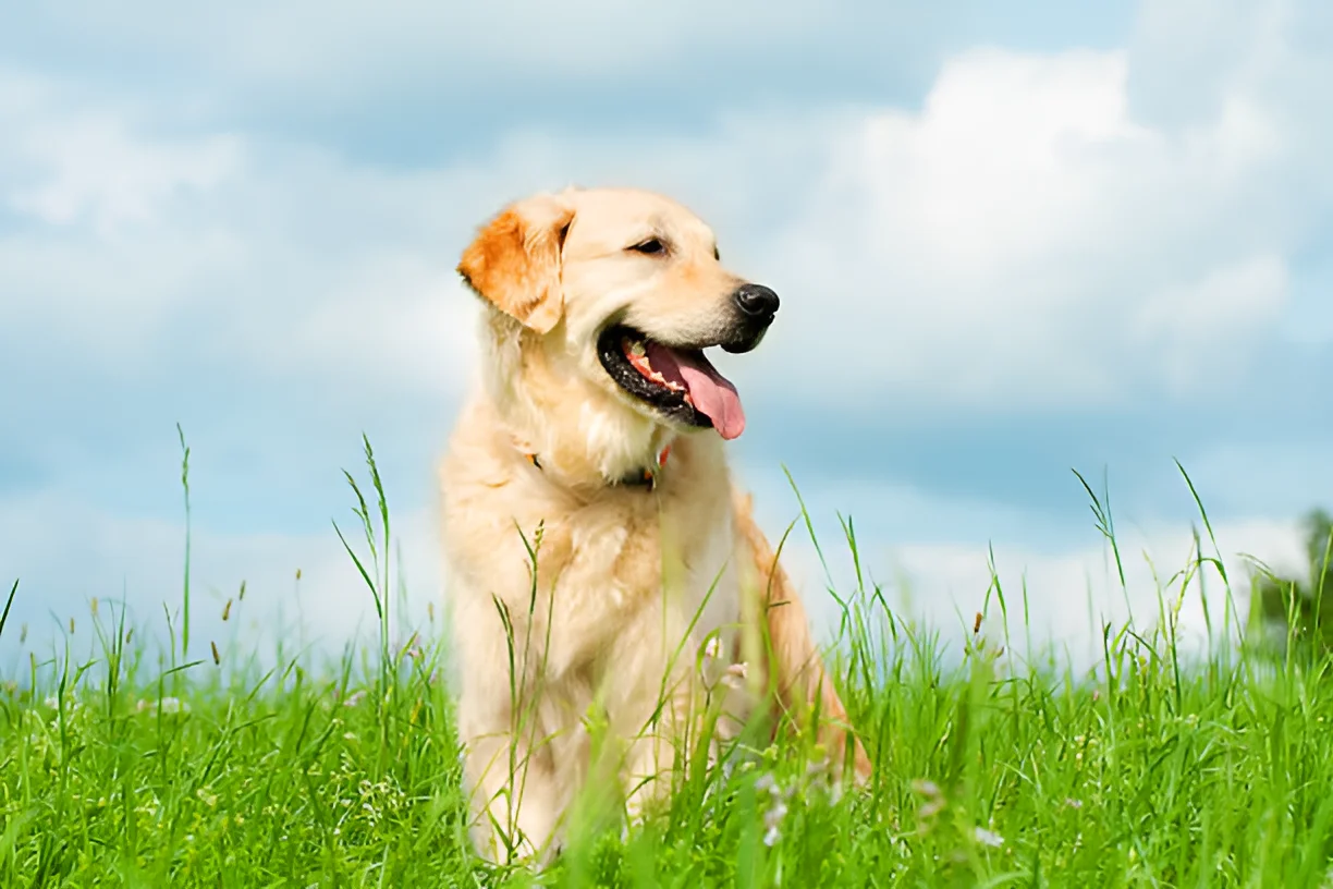 How Smart Are Golden Retrievers