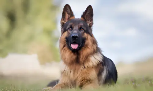 How Strong Can a German Shepherd Get? Explained