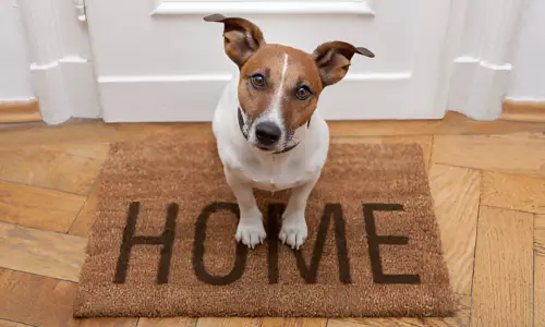 How to Introduce Dogs Through a Gate? Best Ways