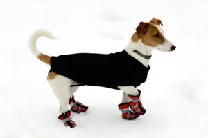 How to Tell if Your Dog Paws Are Frozen