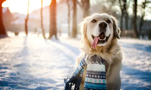 Is 10 Degrees Too Cold for a Dog to Sleep Outside?