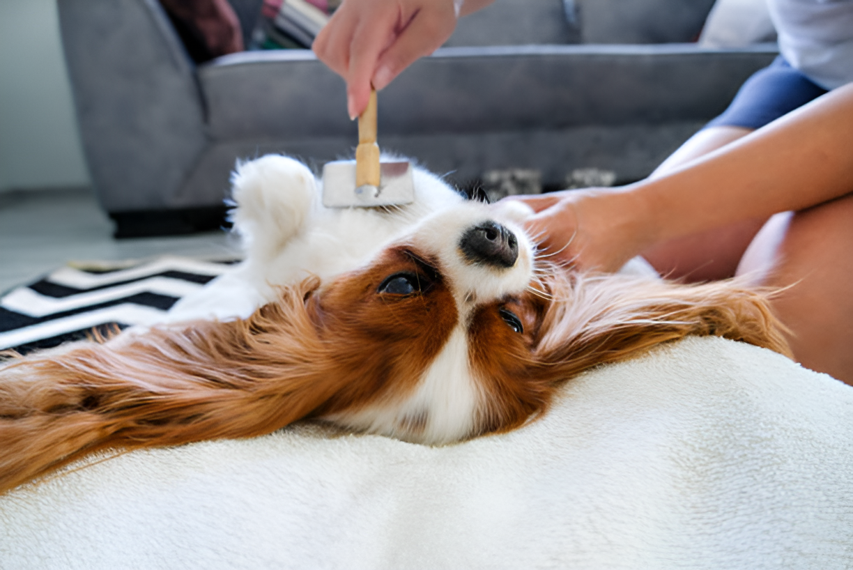 Is Blowing or Brushing Better for Dog Fur Must Know