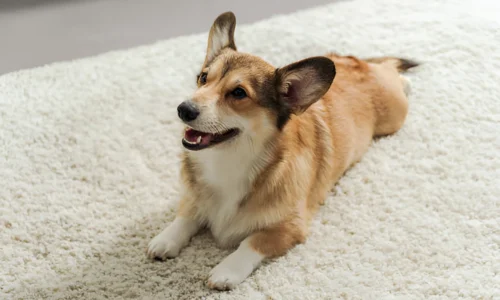 Is Carpet or Hardwood Better for Dogs? Choose Better