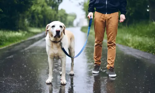 Is It Bad for Dogs to Walk in the Rain? Explained