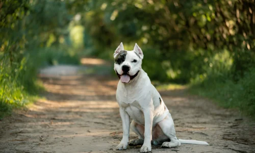 Is It Bad to Inbreed a Pitbull? Crucial facts to Know