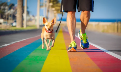 Is It OK Not to Walk a Chihuahua? Crucial Guide