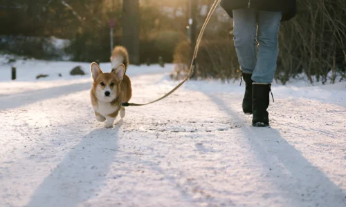 Is It Painful for Dogs to Walk in Snow? Crucial Guide