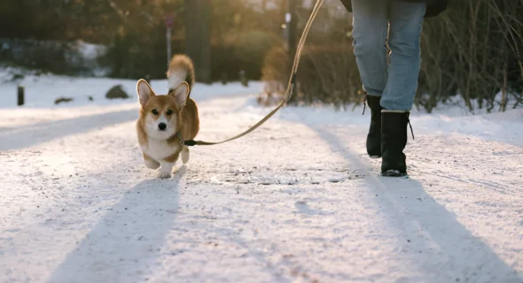 Is It Painful for Dogs to Walk in Snow? Crucial Guide