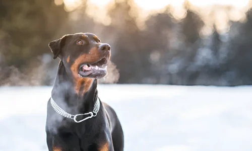 Is a Doberman a Good Guard Dog? What to Expect