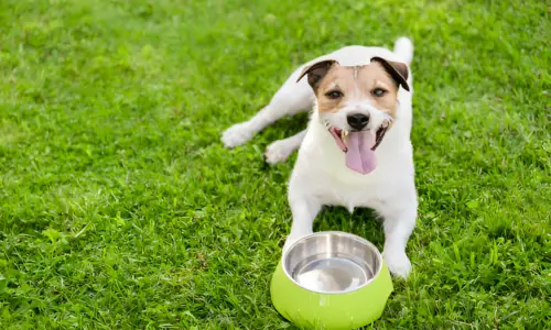 How Do You Pack Water for a Dog? Best Ways