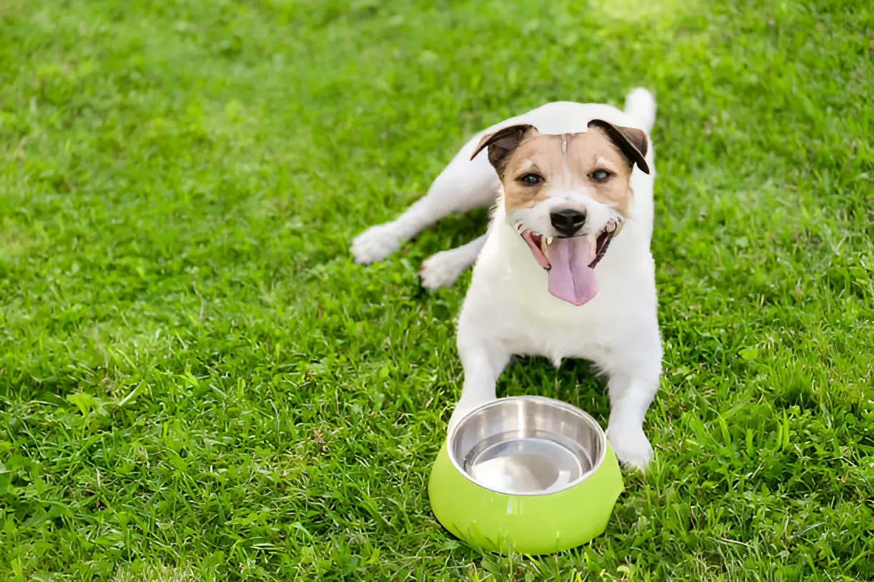 Pack Water for a Dog