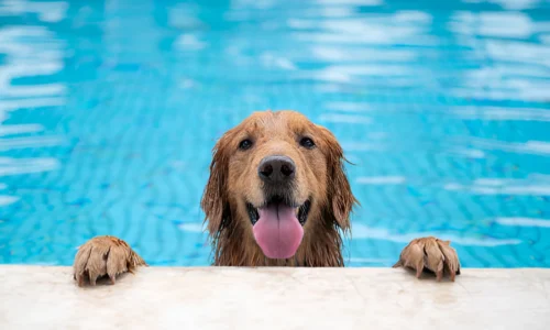 Should I Bathe My Dog After Swimming in the Pool?