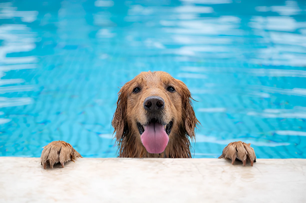 Should I Bathe My Dog After Swimming in the Pool