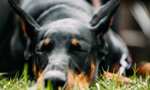 Should I Let My Doberman Sleep with Me? Crucial Guide