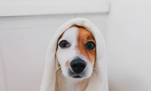 Should I Towel or Air Dry My Dog? Crucial Guideline