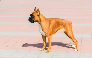 Were Boxers Used as Police Dogs