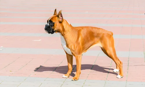 Were Boxers Used as Police Dogs? Your Answer