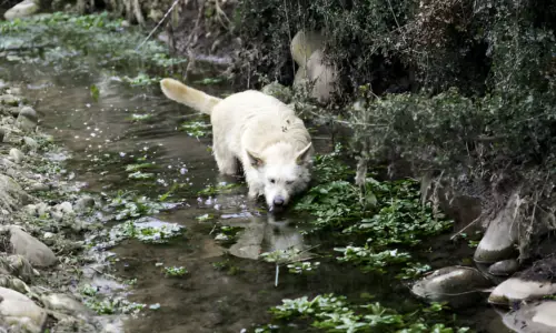 What Age Can Puppies Swim in a Lake? Must Know