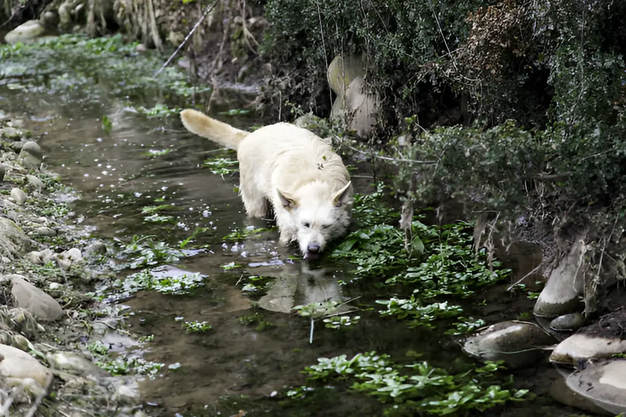 What Age Can Puppies Swim in a Lake