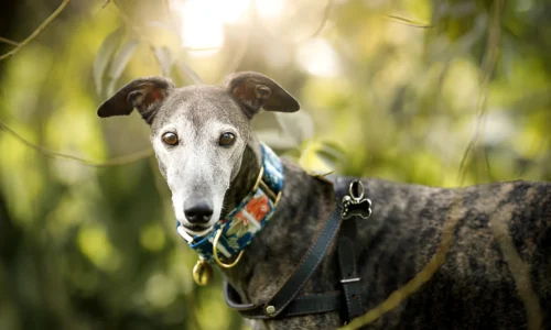 What Age is a Greyhound Considered Senior? (7-8 Years)