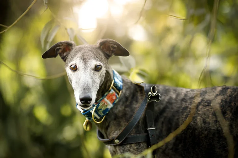 What Age is a Greyhound Considered Senior