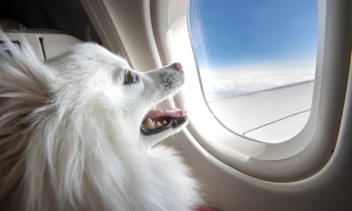 What Do Dogs Do on Long Haul Flights? Your Answer