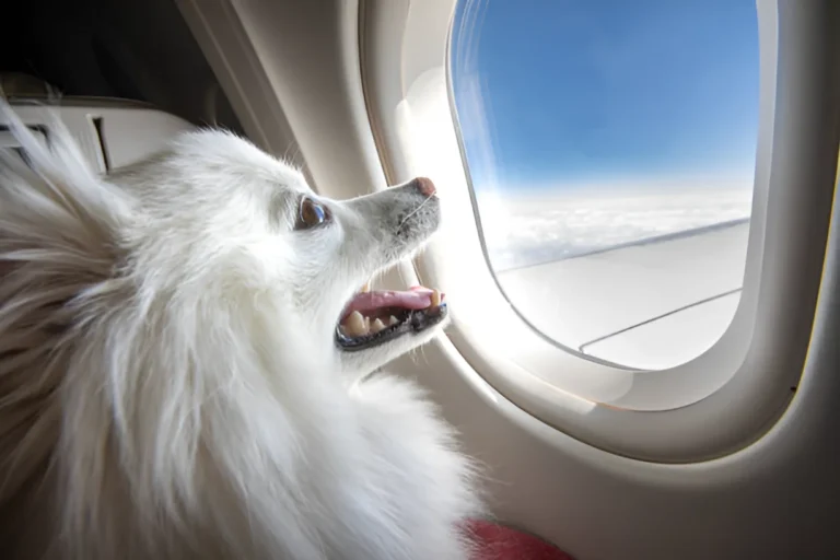 What Do Dogs Do on Long Haul Flights