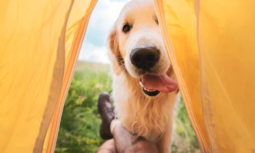 What Do People Do with Their Dogs When Camping?