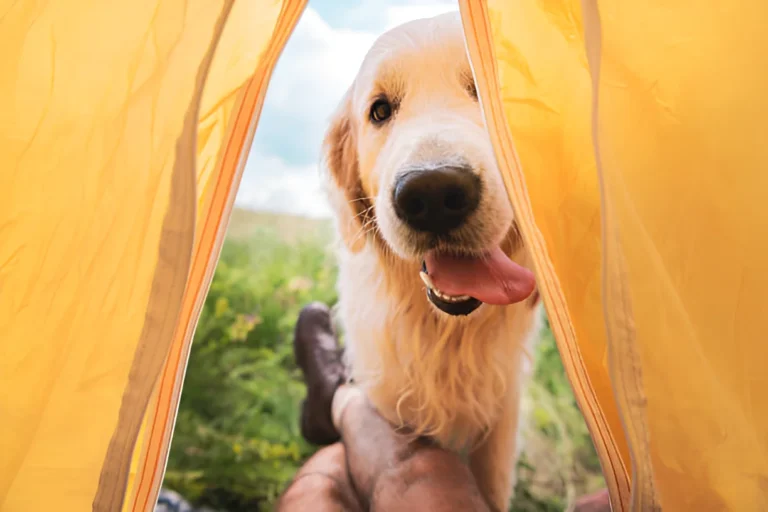 What Do People Do with Their Dogs When Camping