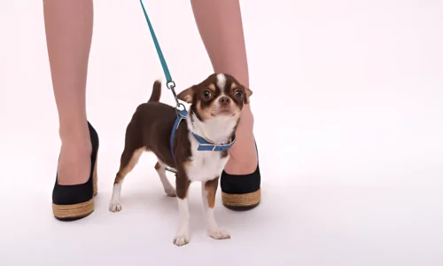 What Does It Mean When a Dog Tries to Walk Between Your Legs?