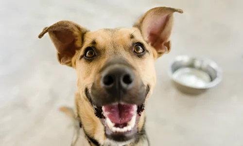 What Does a Black Mouth Cur Puppy Look Like?