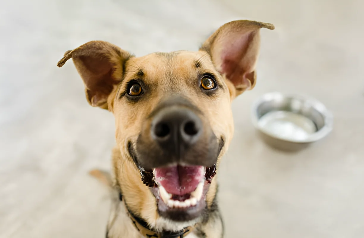 What Does a Black Mouth Cur Puppy Look Like